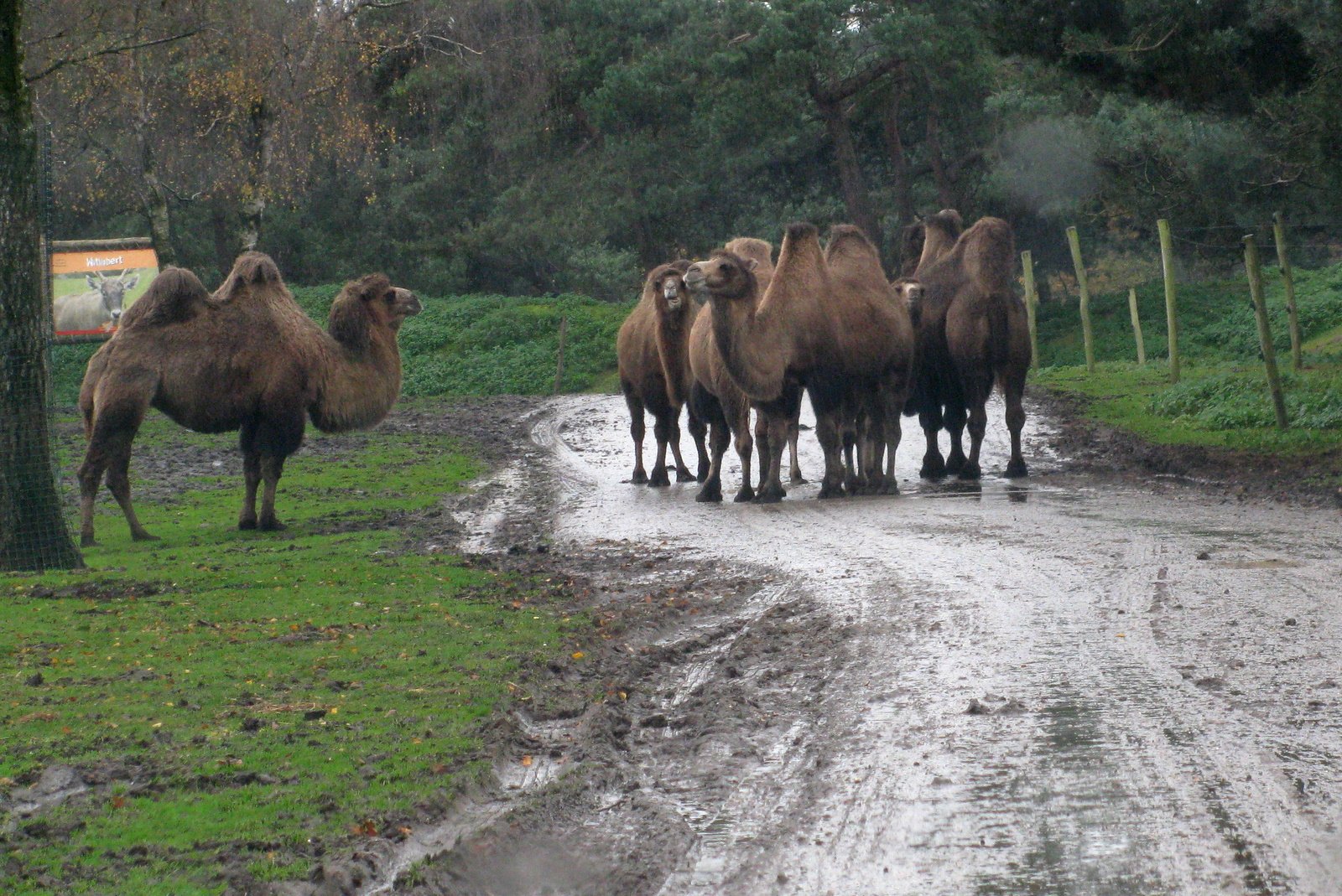 Safaripark Beekse Bergen