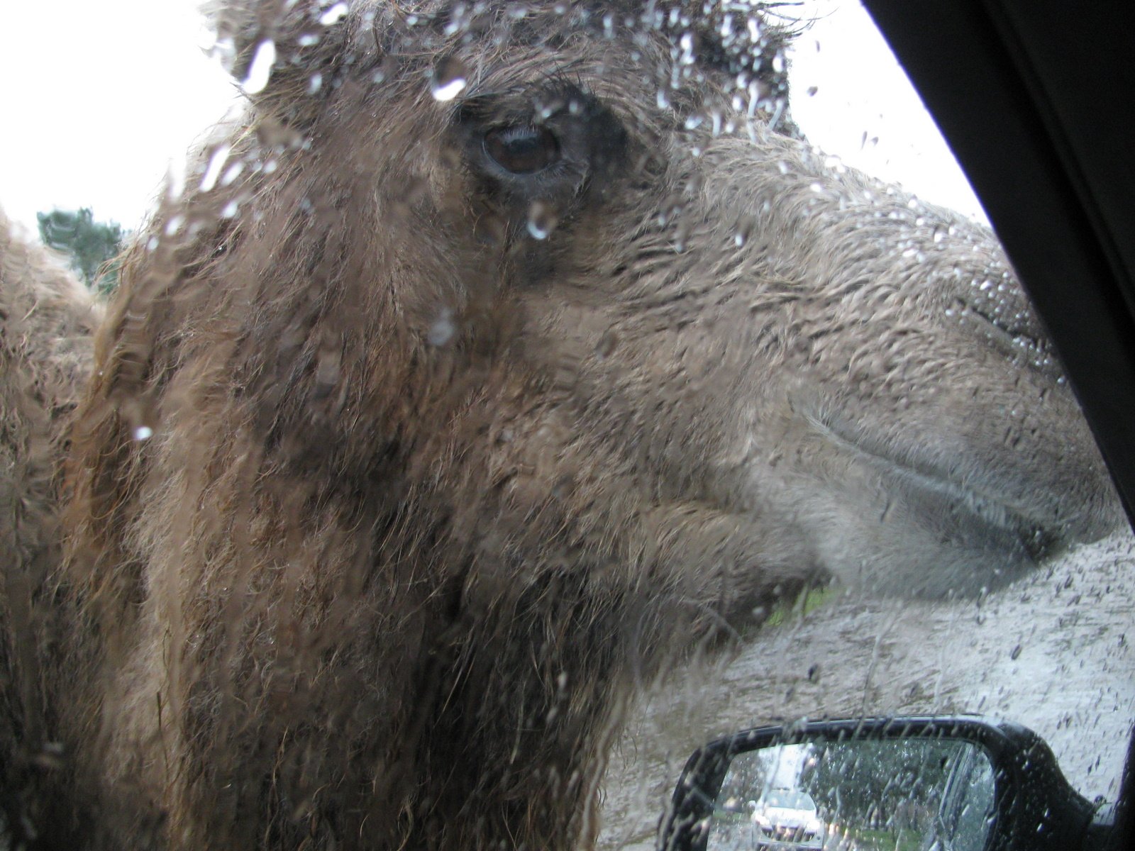Safaripark Beekse Bergen