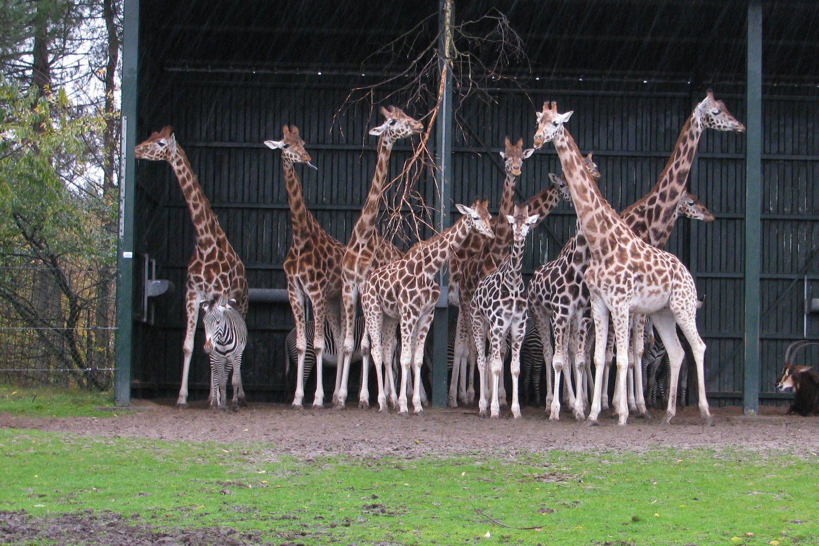Safaripark Beekse Bergen