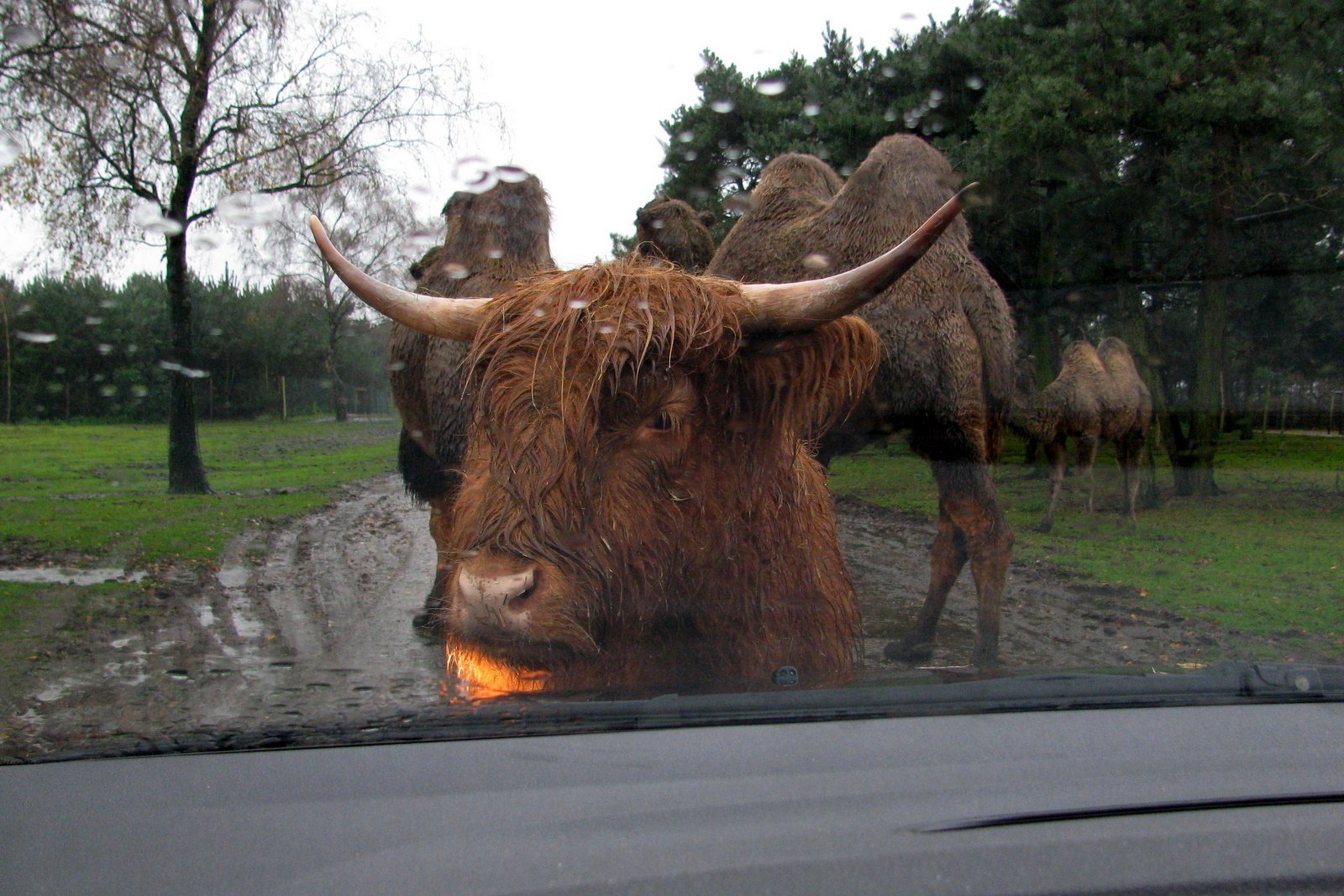 Safaripark Beekse Bergen