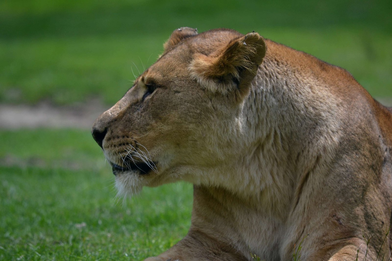 Safaripark Beekse Bergen