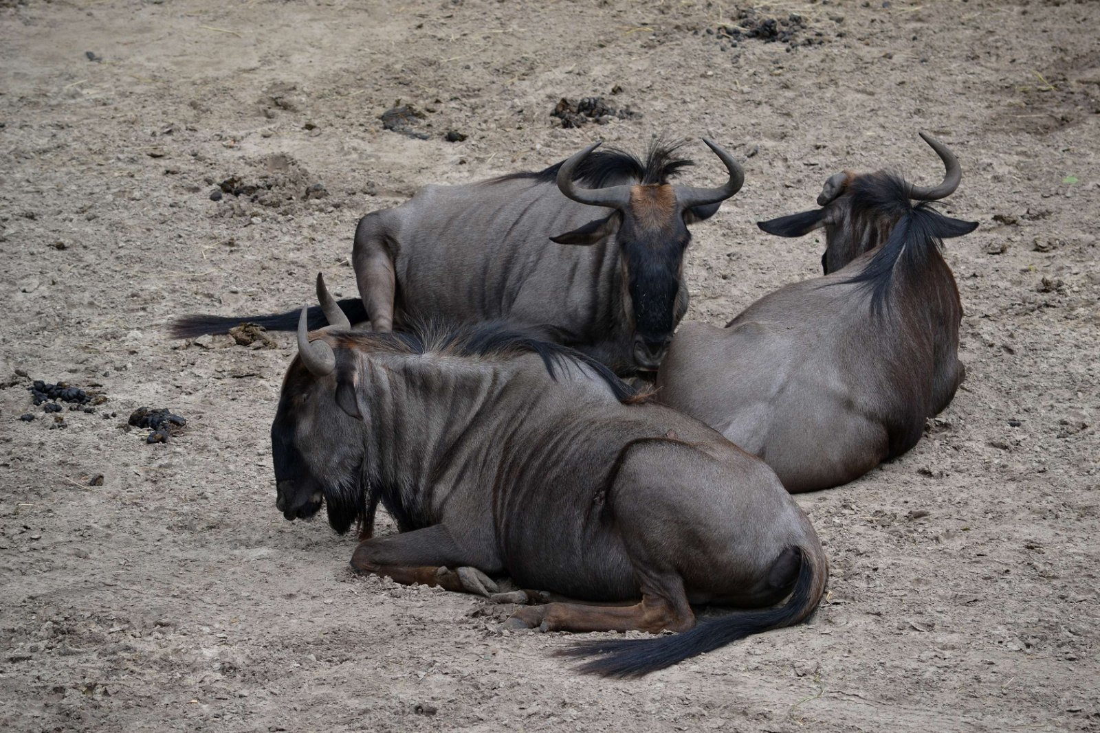 Safaripark Beekse Bergen
