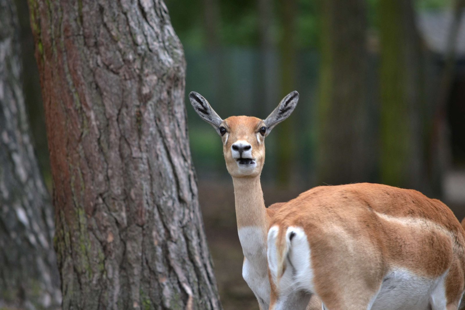 Safaripark Beekse Bergen