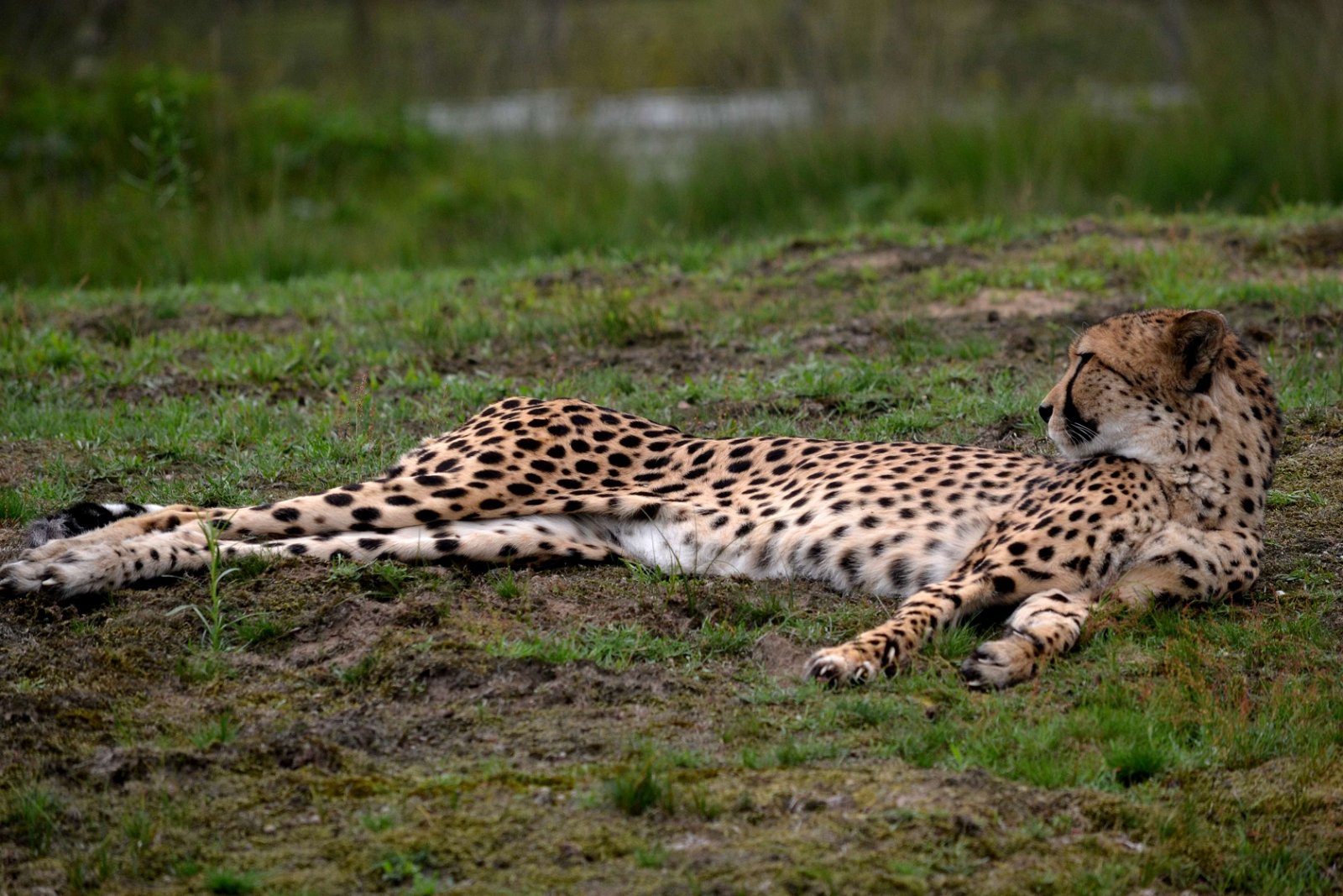 Safaripark Beekse Bergen