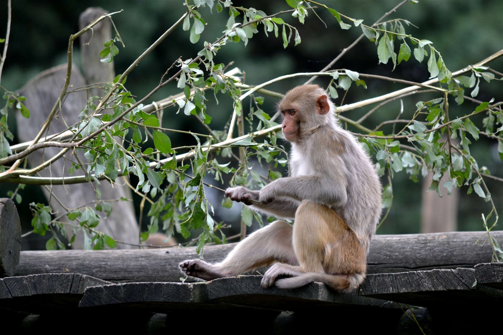 Safaripark Beekse Bergen