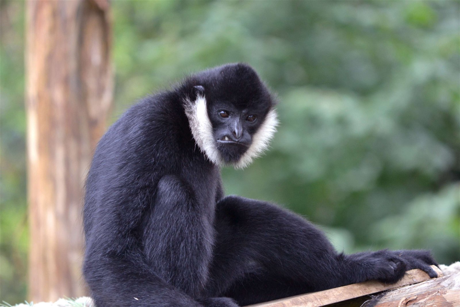 Safaripark Beekse Bergen