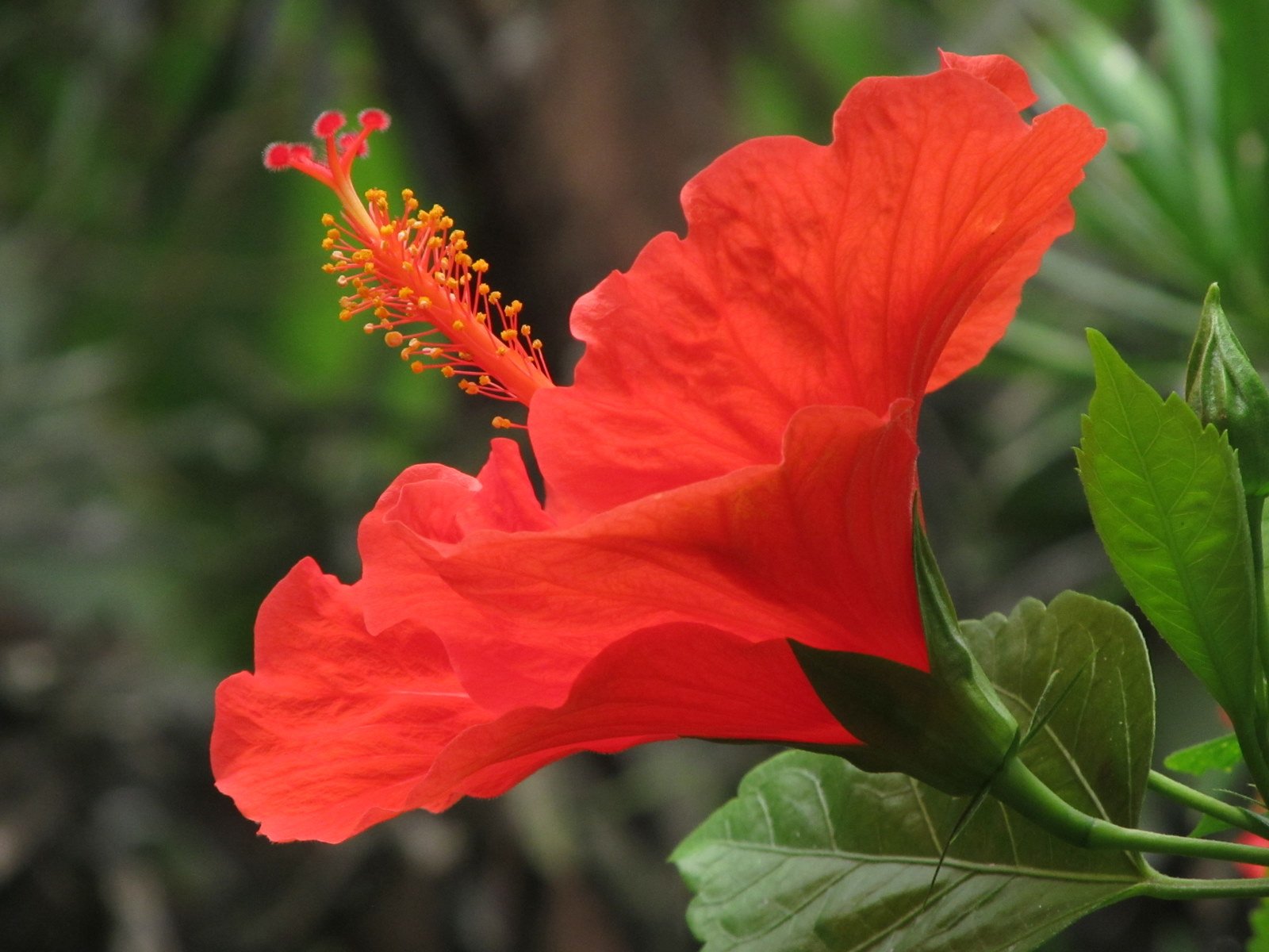 Berkenhof's Tropical Zoo