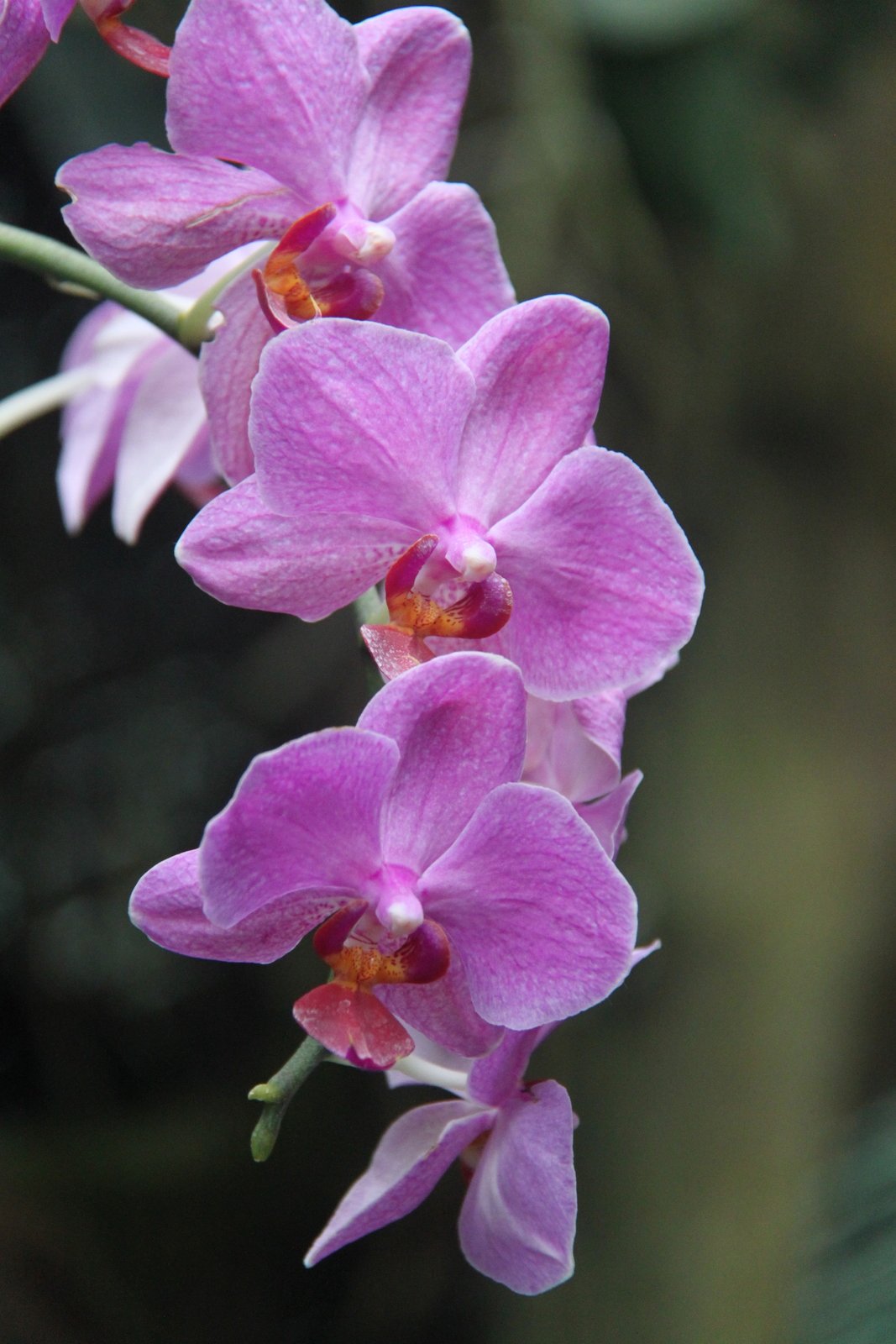 Berkenhof's Tropical Zoo