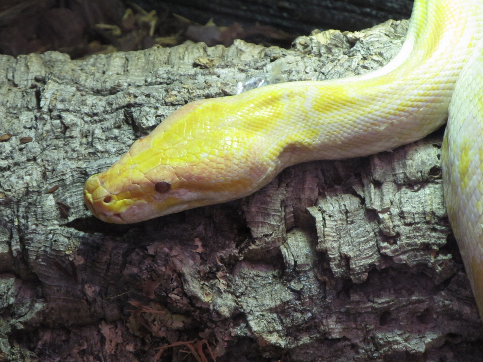 Berkenhof's Tropical Zoo