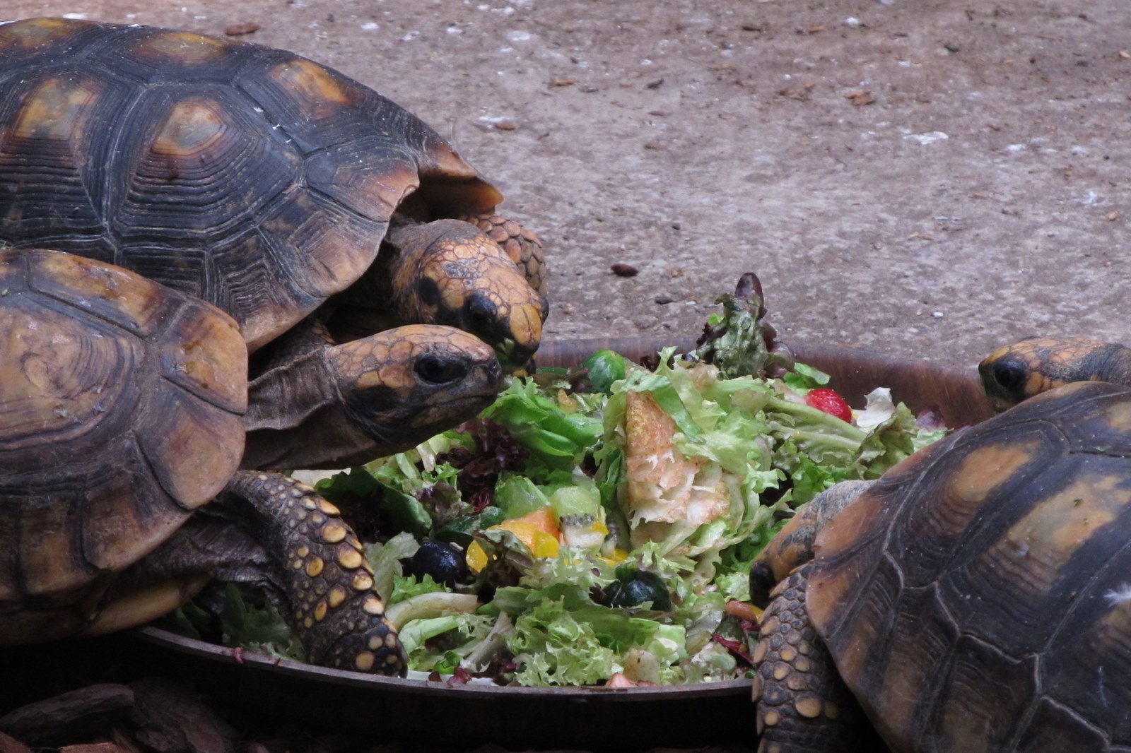 Berkenhof's Tropical Zoo