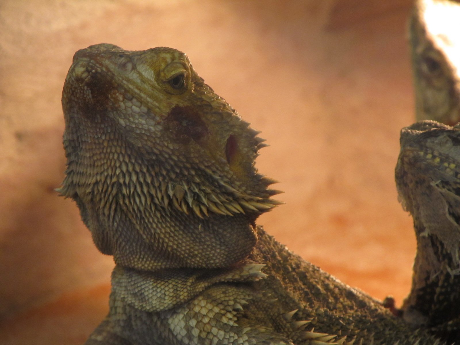 Berkenhof's Tropical Zoo