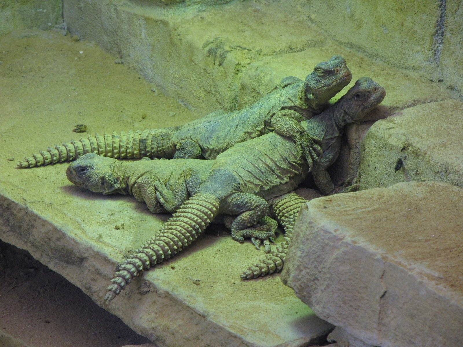 Berkenhof's Tropical Zoo