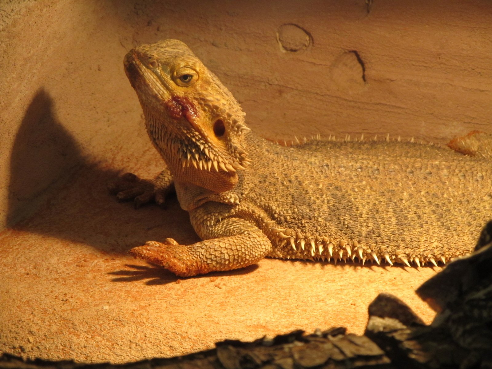 Berkenhof's Tropical Zoo