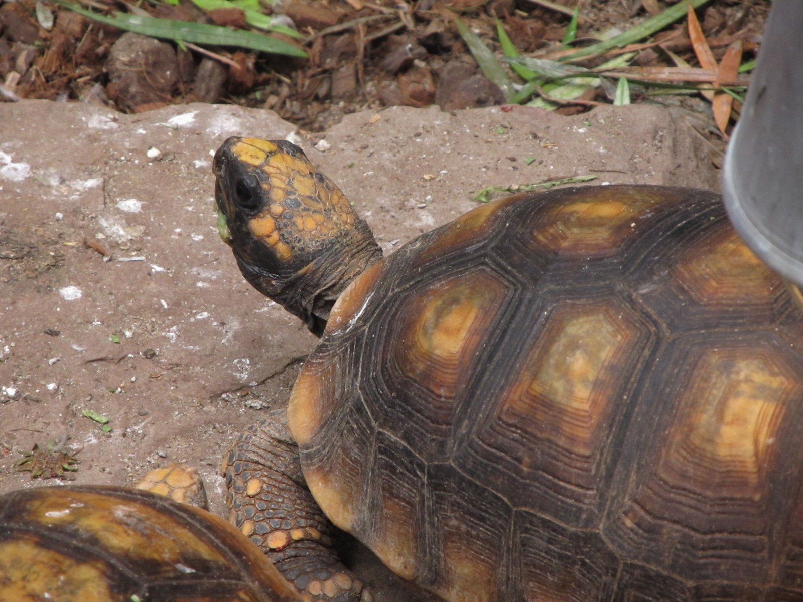 Berkenhof's Tropical Zoo