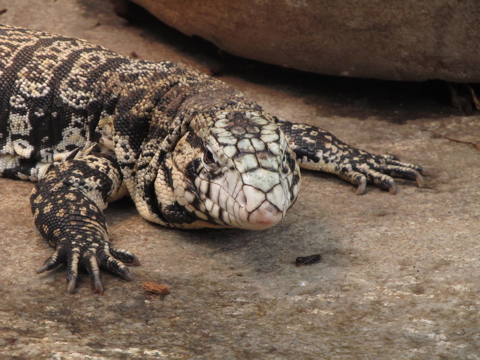 Berkenhof's Tropical Zoo