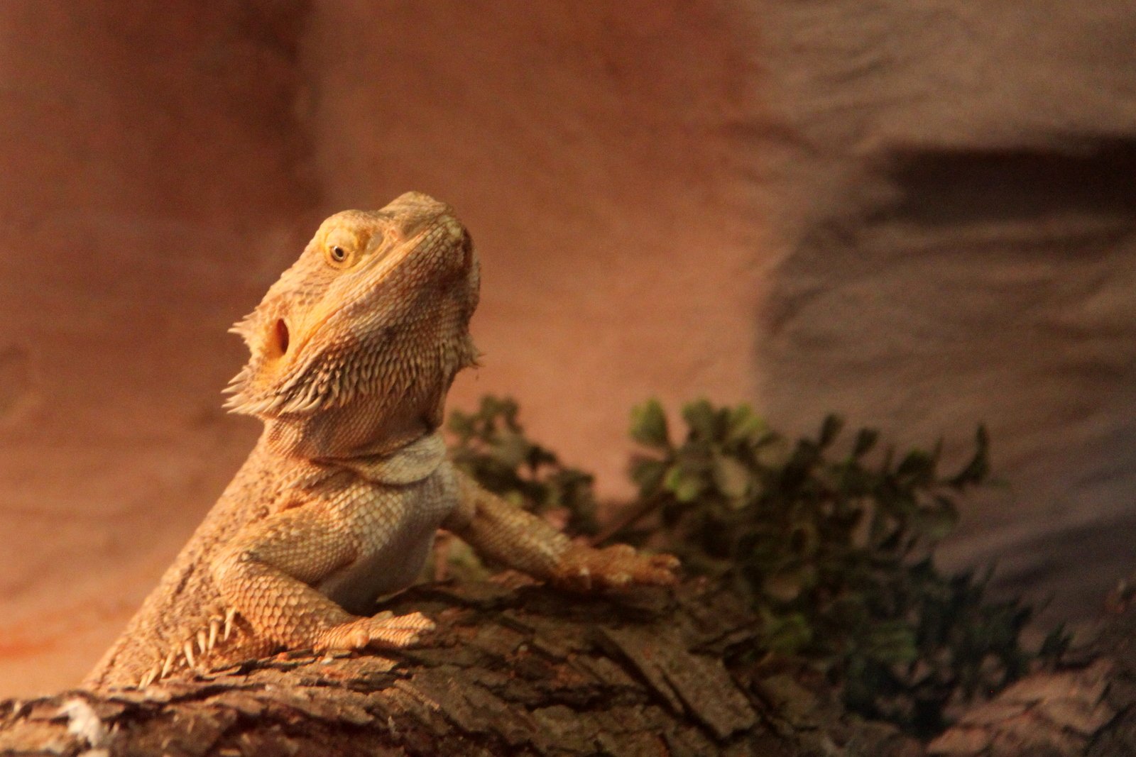 Berkenhof's Tropical Zoo