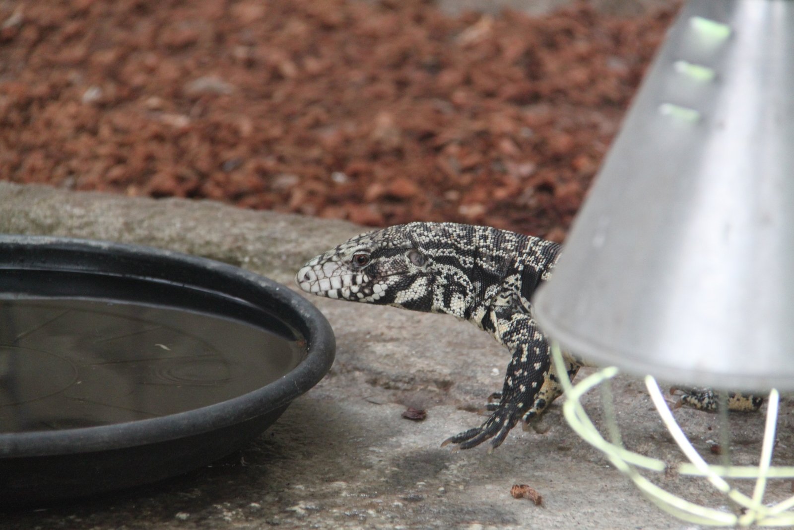 Berkenhof's Tropical Zoo