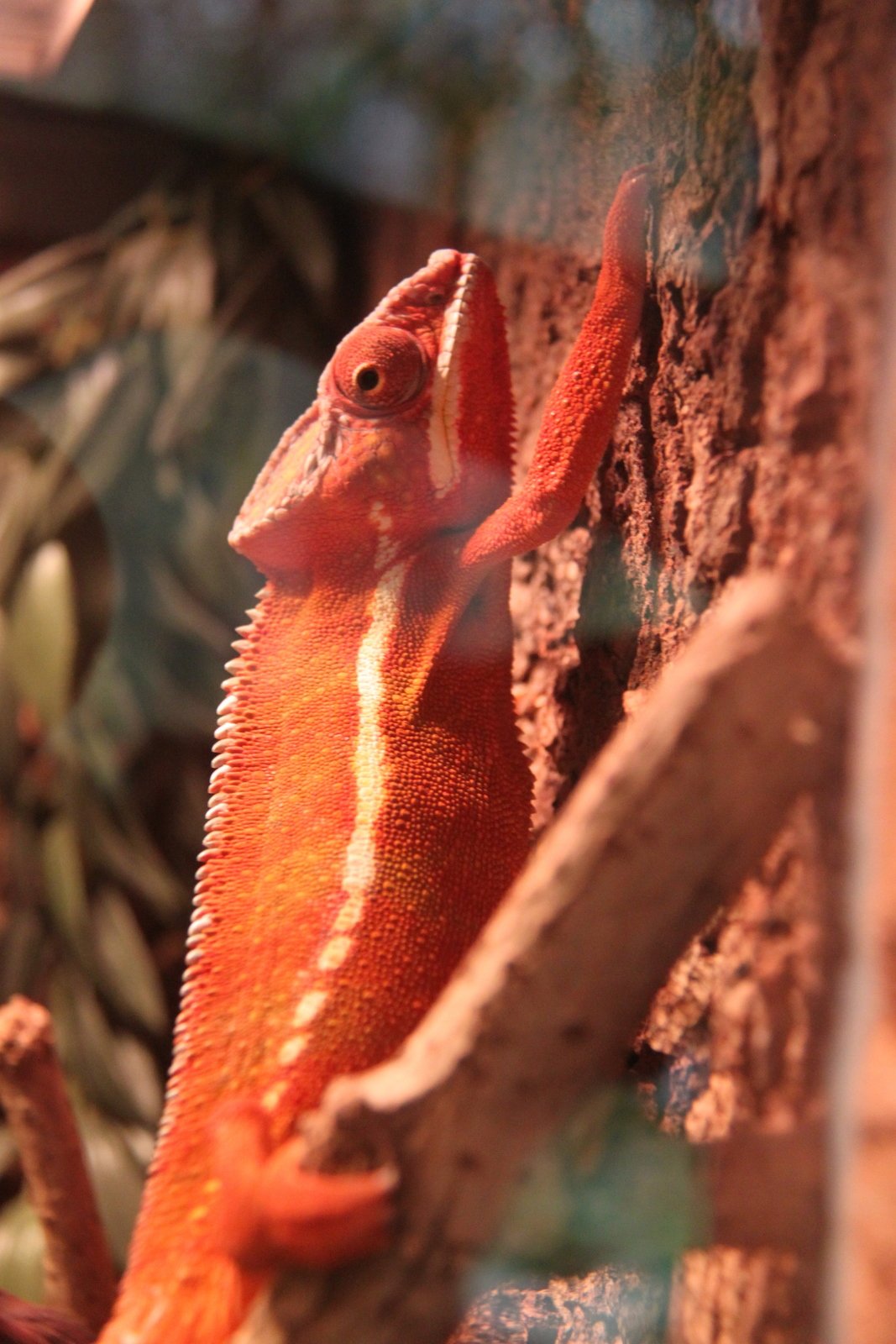 Berkenhof's Tropical Zoo
