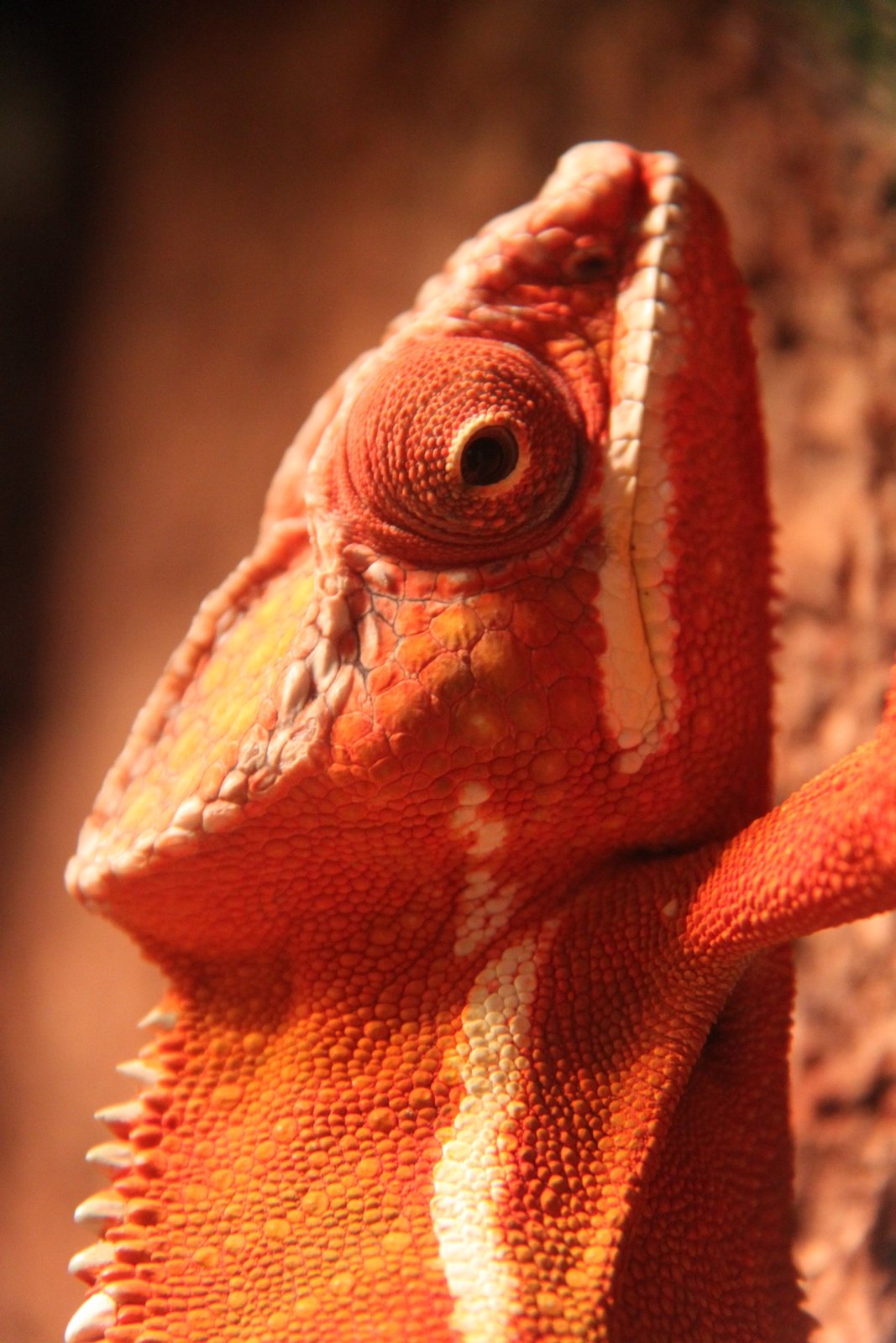 Berkenhof's Tropical Zoo