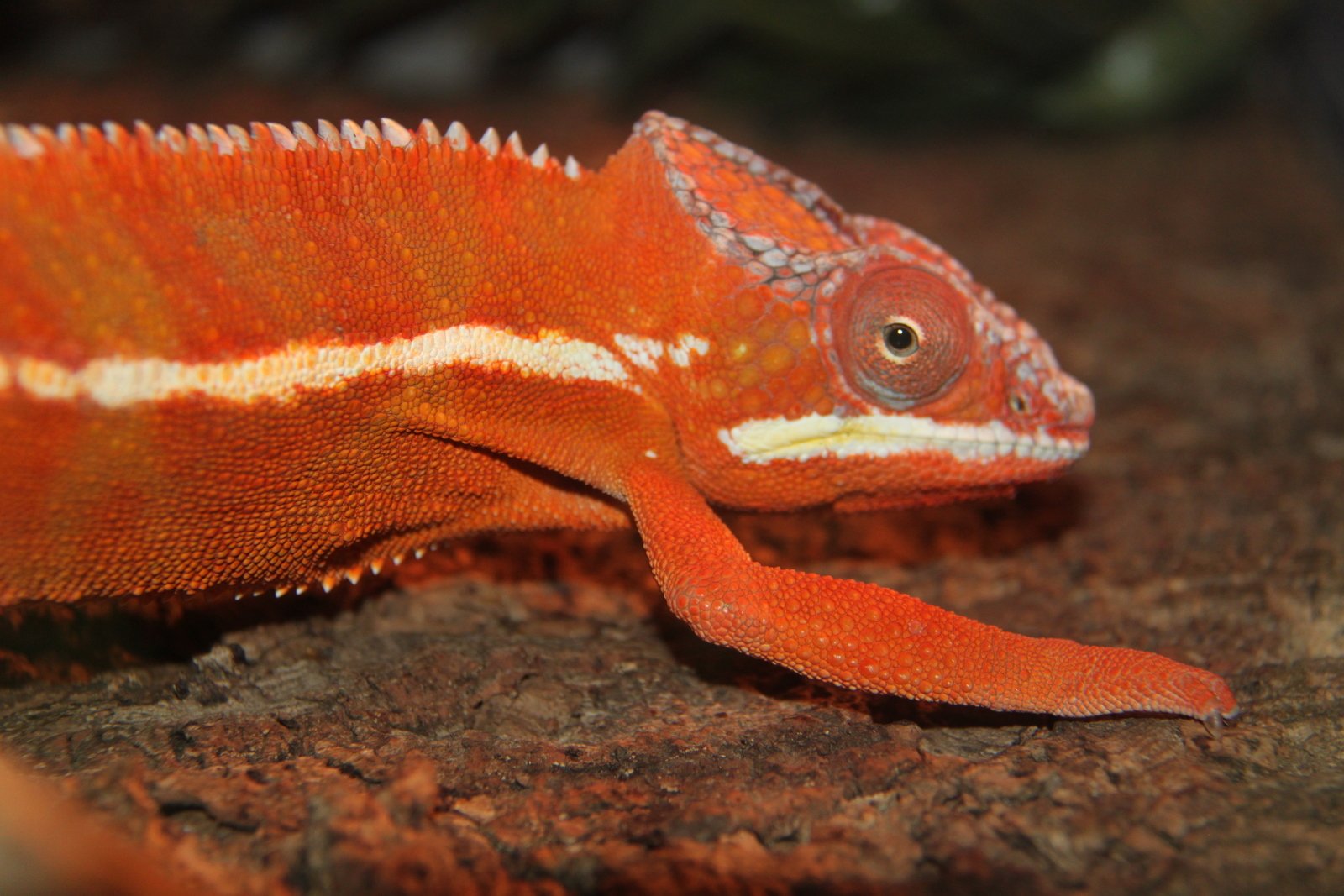 Berkenhof's Tropical Zoo
