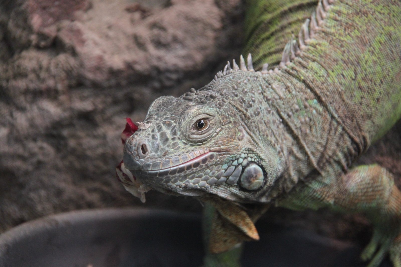 Berkenhof's Tropical Zoo