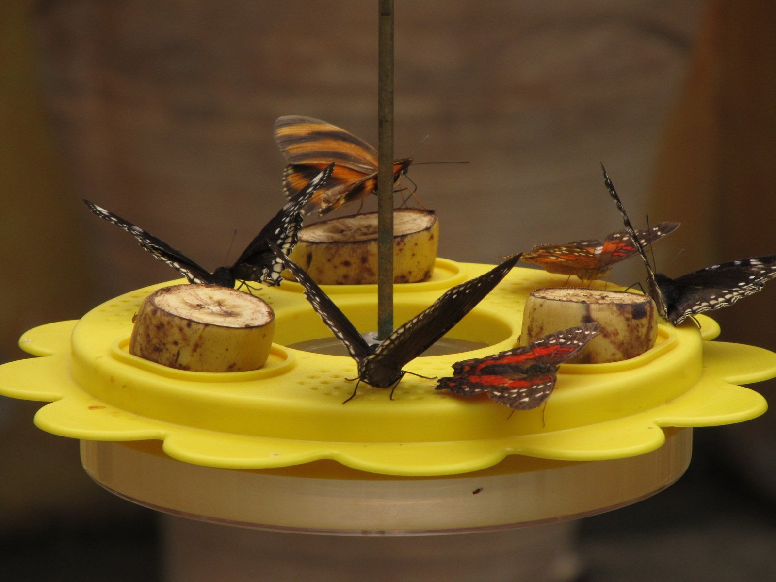 Berkenhof's Tropical Zoo