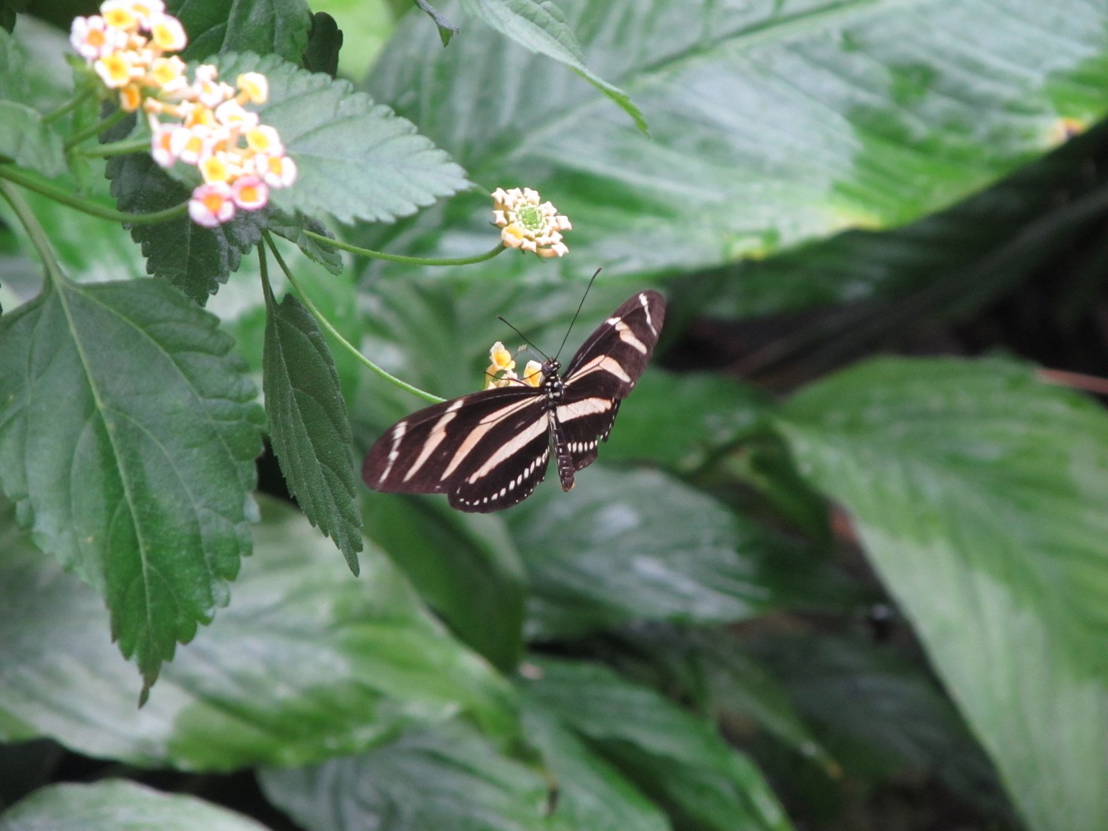 Berkenhof's Tropical Zoo