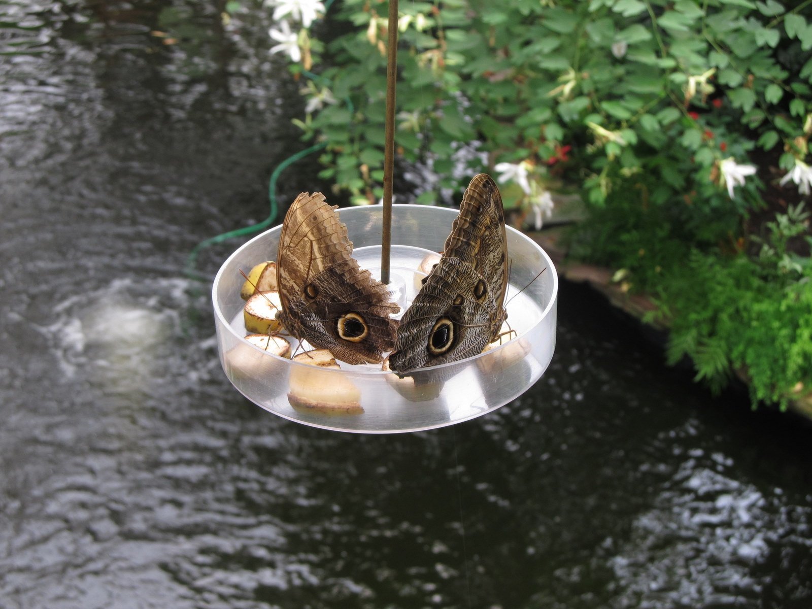 Berkenhof's Tropical Zoo