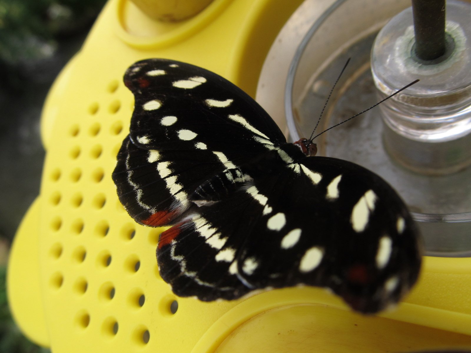 Berkenhof's Tropical Zoo