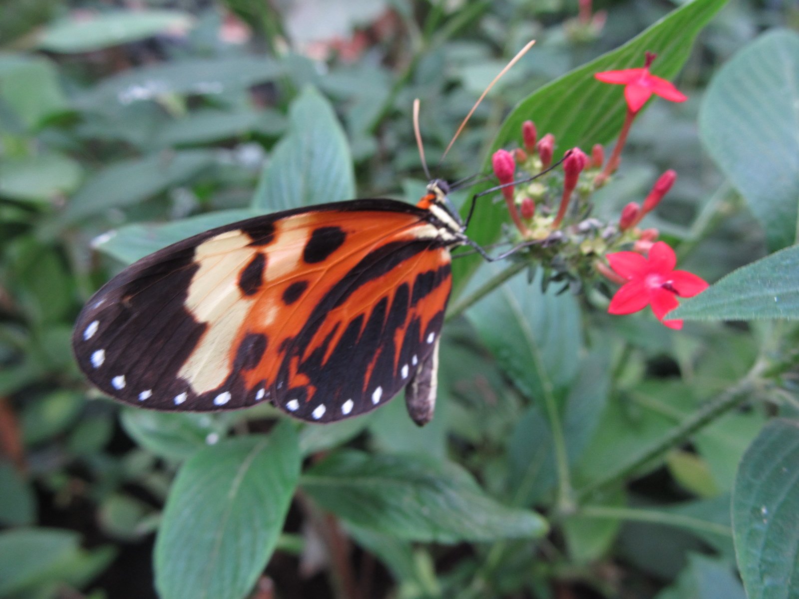 Berkenhof's Tropical Zoo