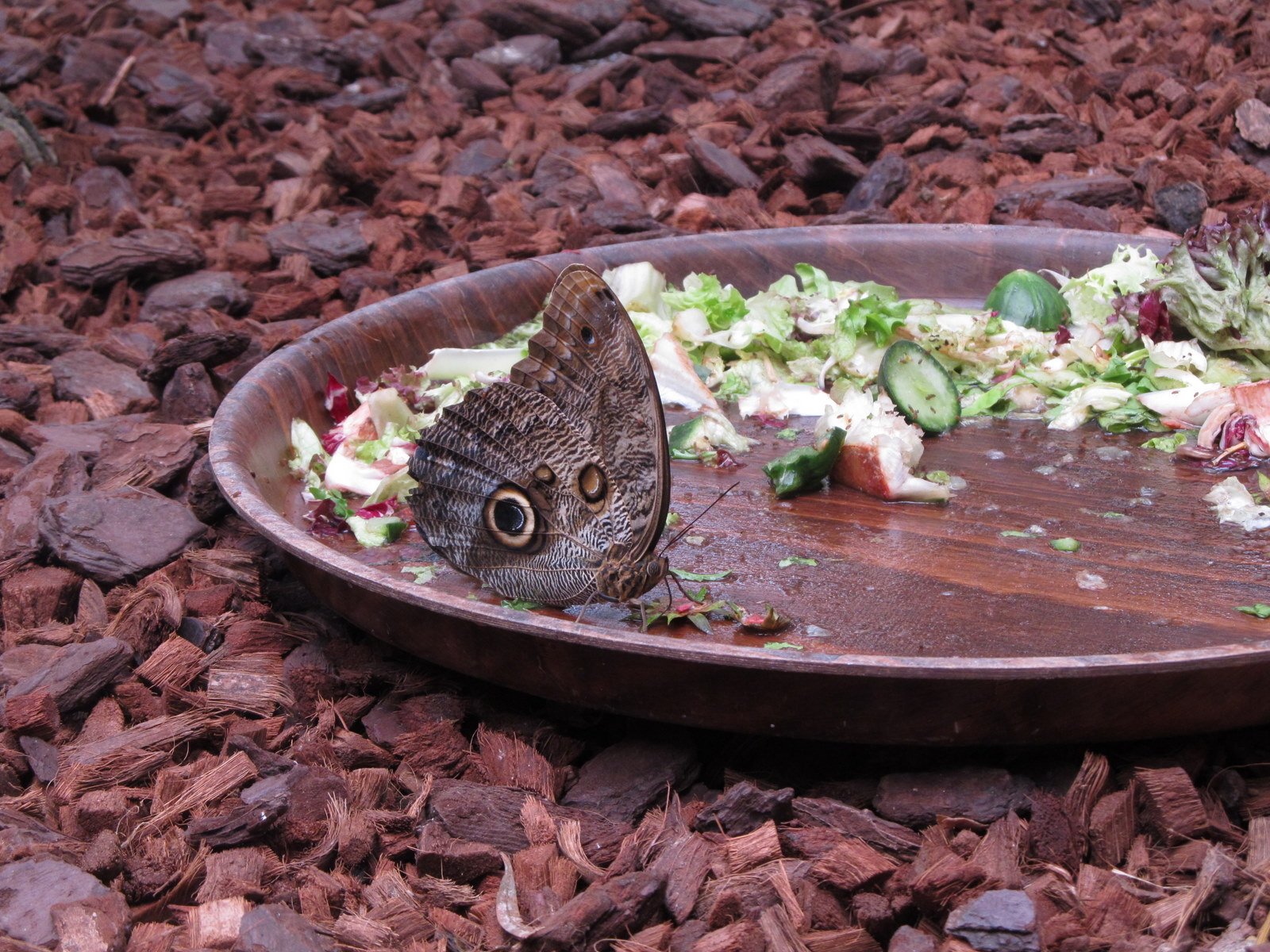 Berkenhof's Tropical Zoo