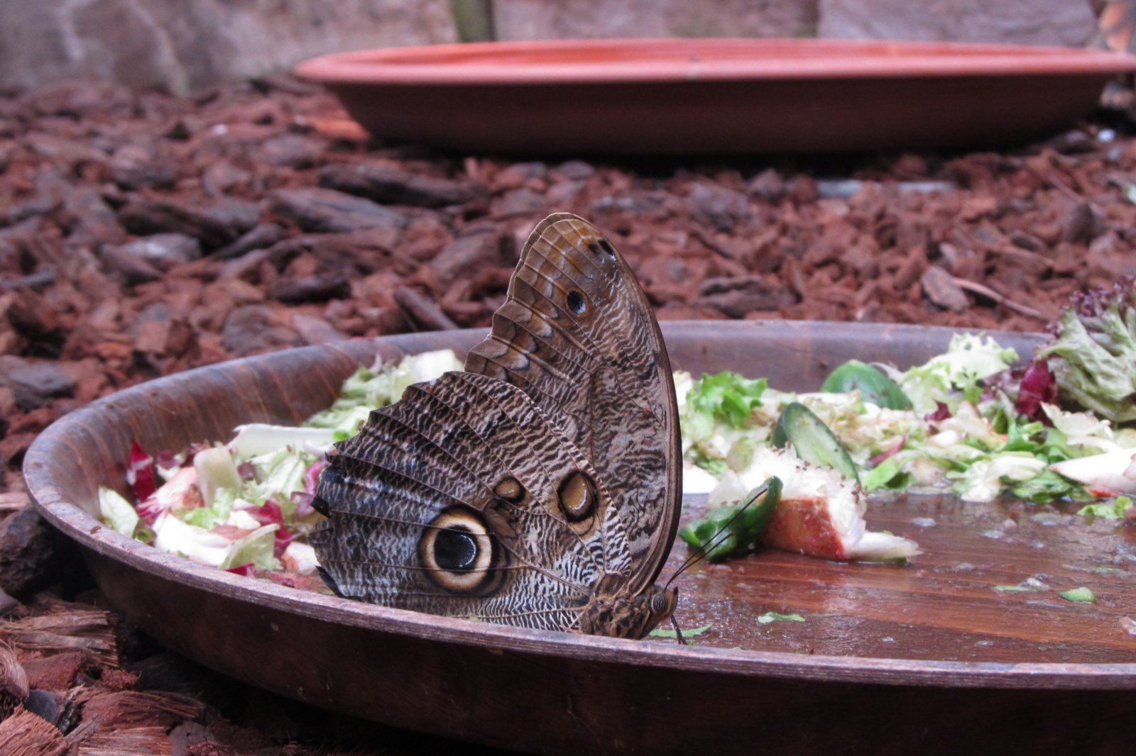 Berkenhof's Tropical Zoo