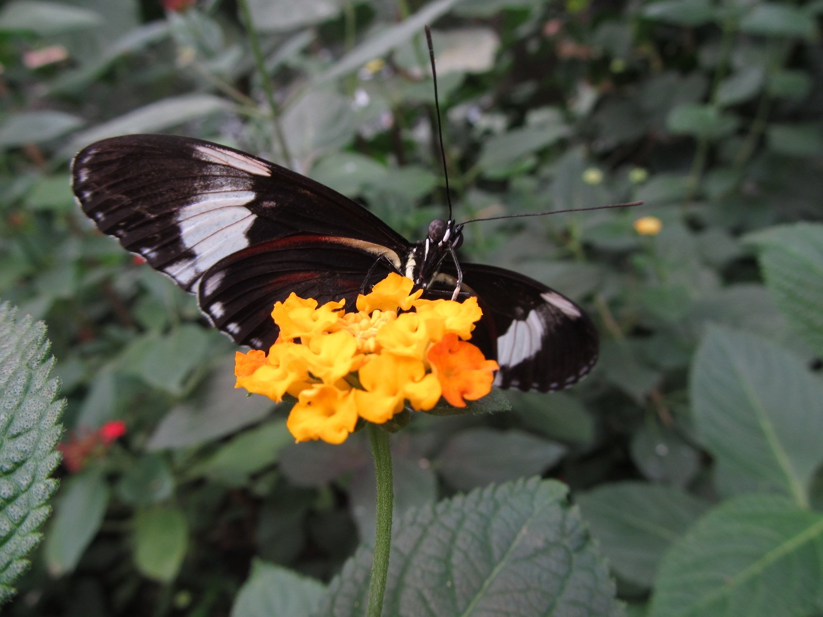 Berkenhof's Tropical Zoo