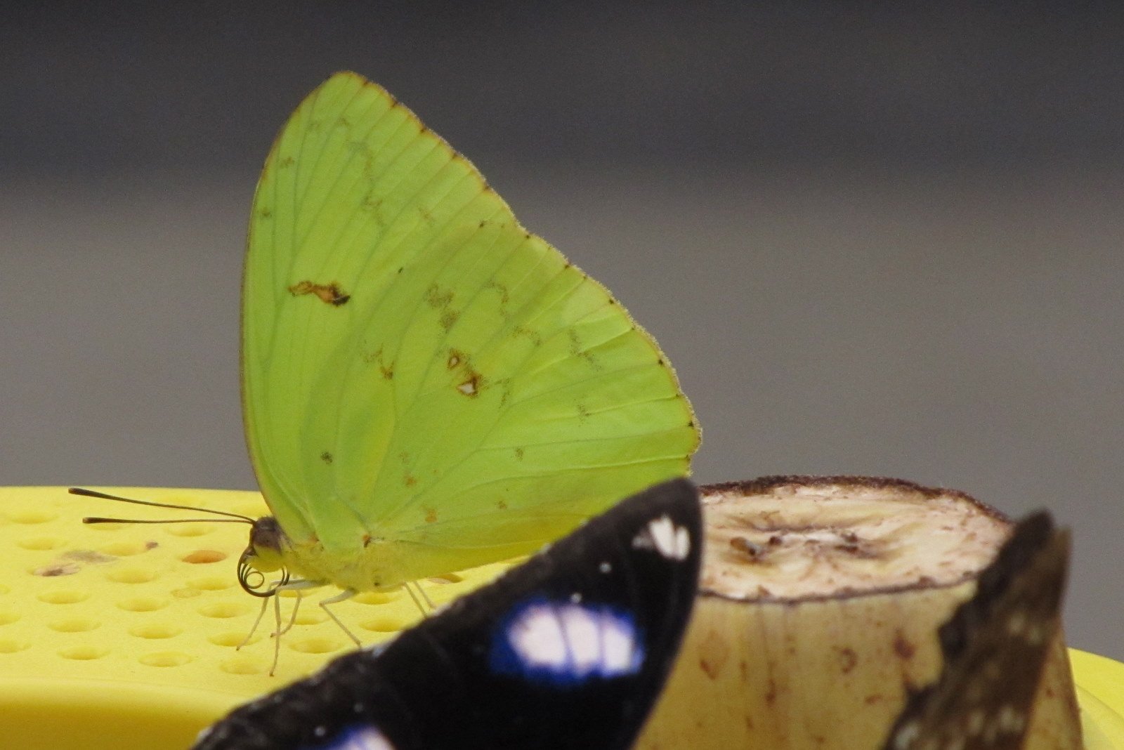 Berkenhof's Tropical Zoo