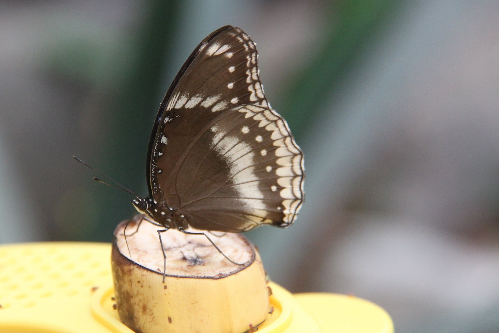 Berkenhof's Tropical Zoo