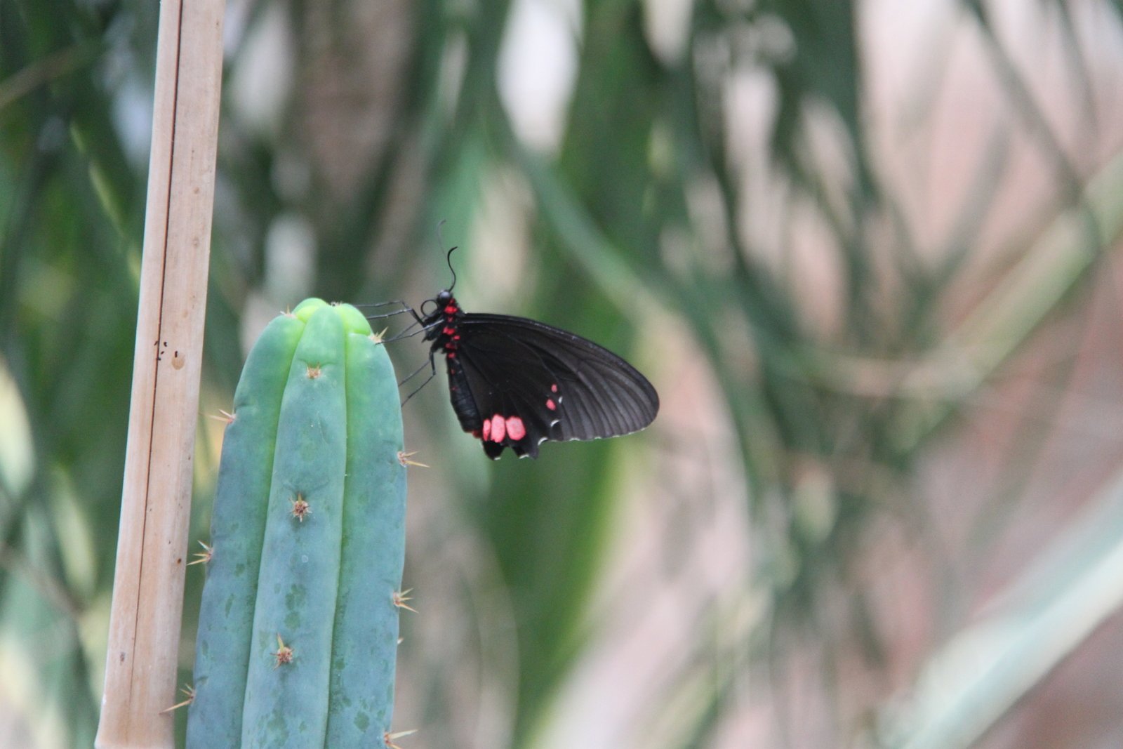 Berkenhof's Tropical Zoo
