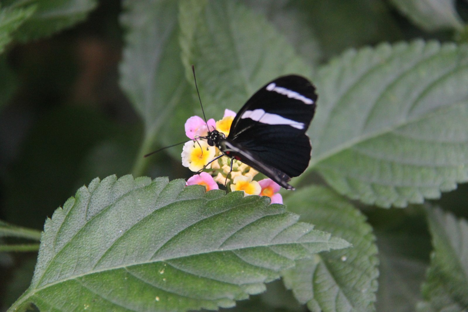 Berkenhof's Tropical Zoo
