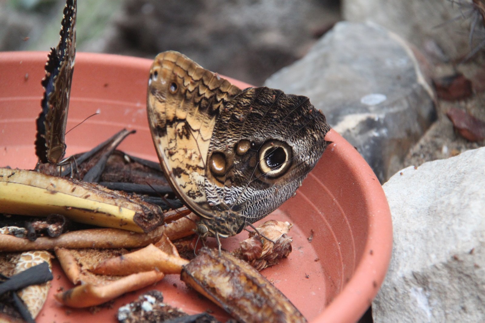 Berkenhof's Tropical Zoo