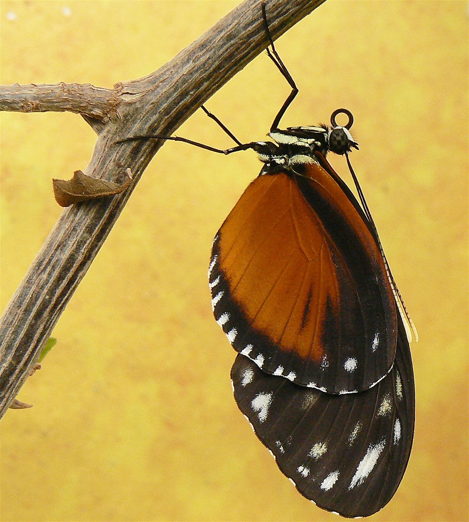 Berkenhof's Tropical Zoo