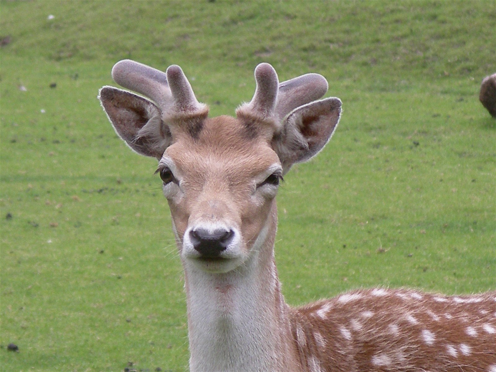 Van Blanckendaell Park
