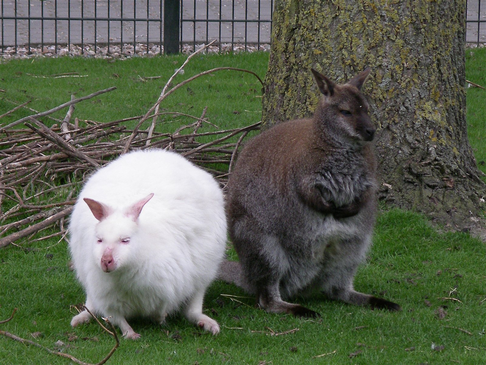 Van Blanckendaell Park