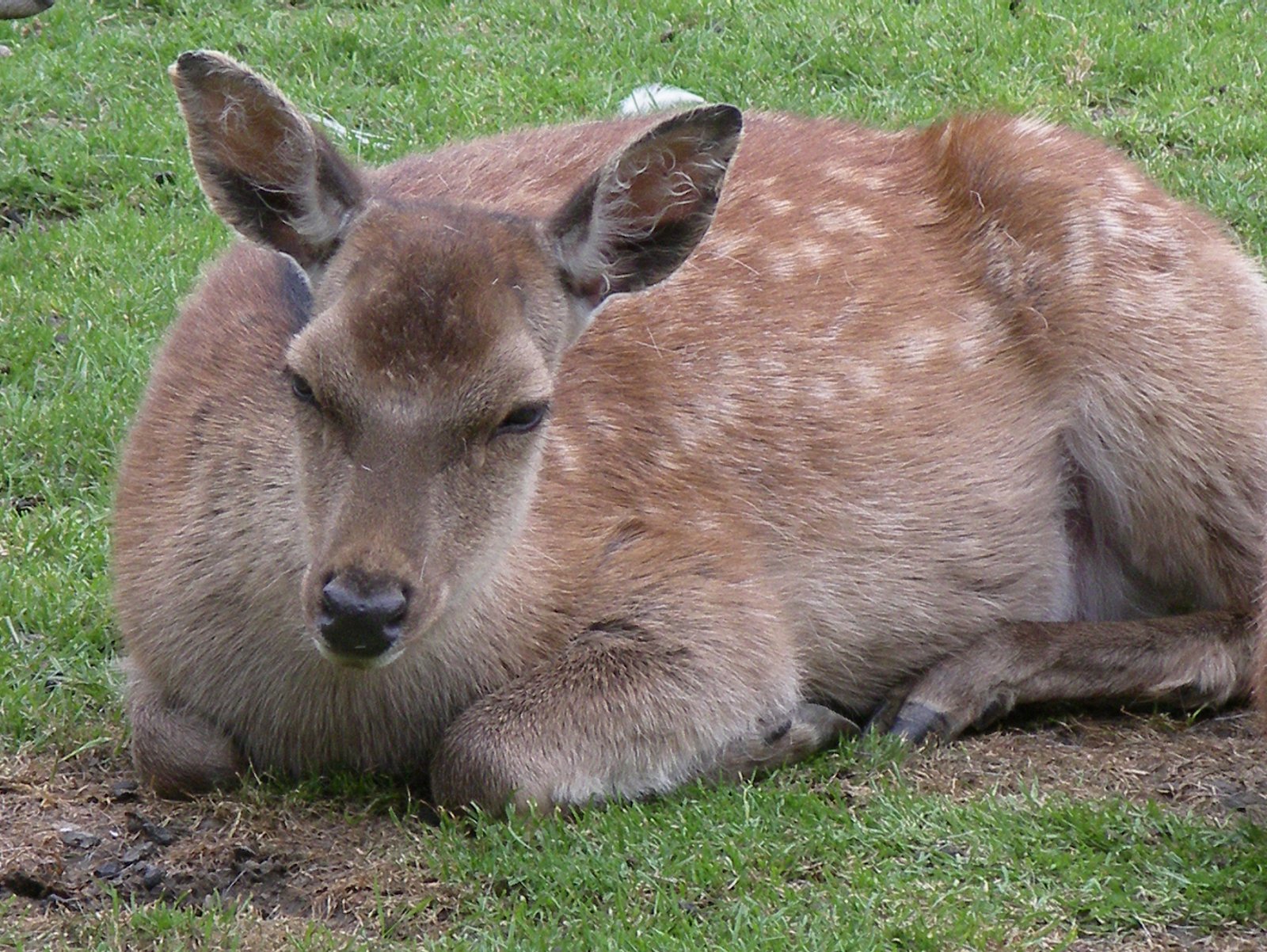 Van Blanckendaell Park
