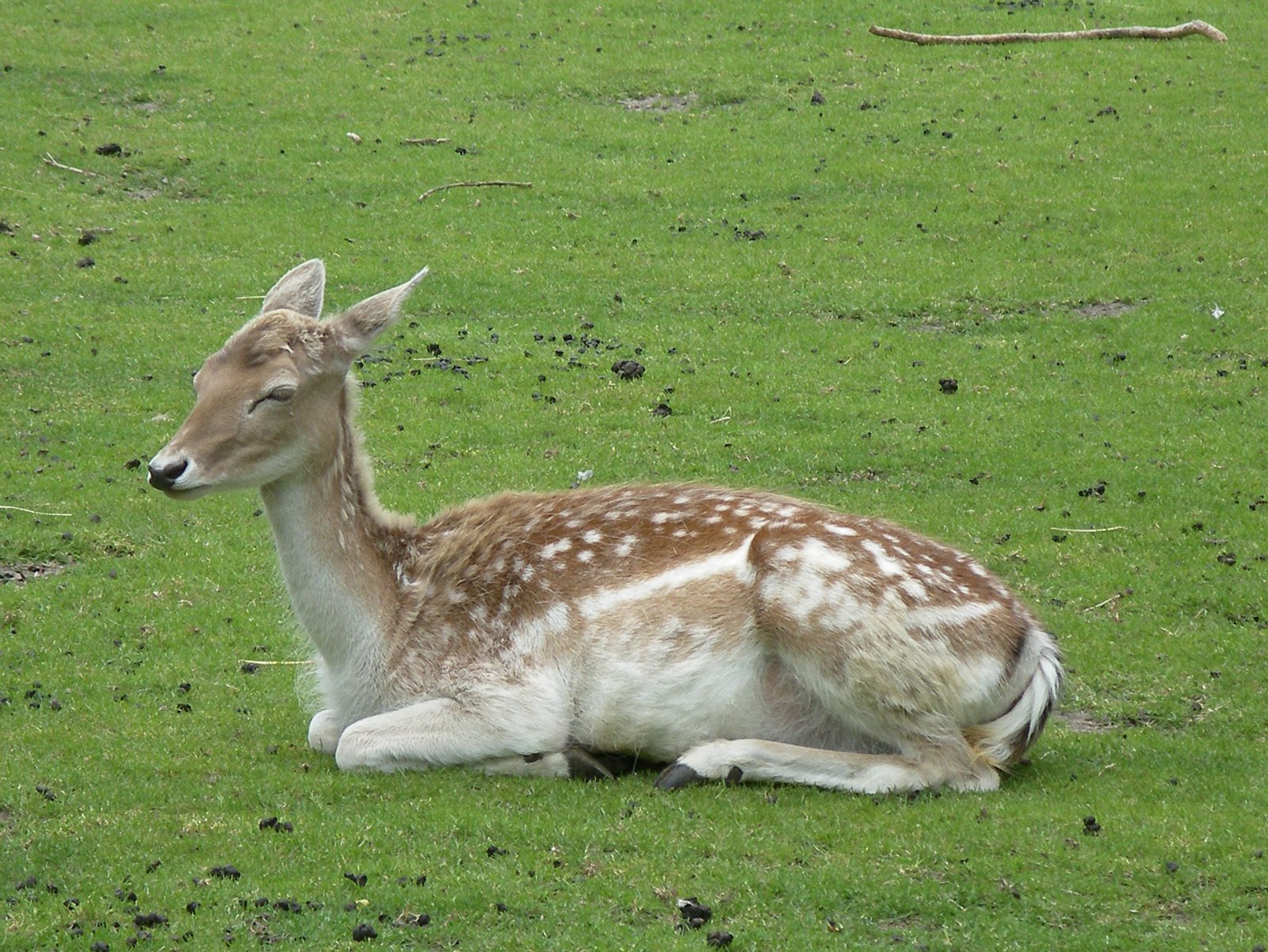 Van Blanckendaell Park