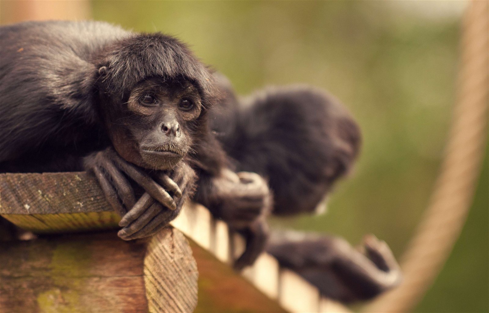 Apenheul Primate Park