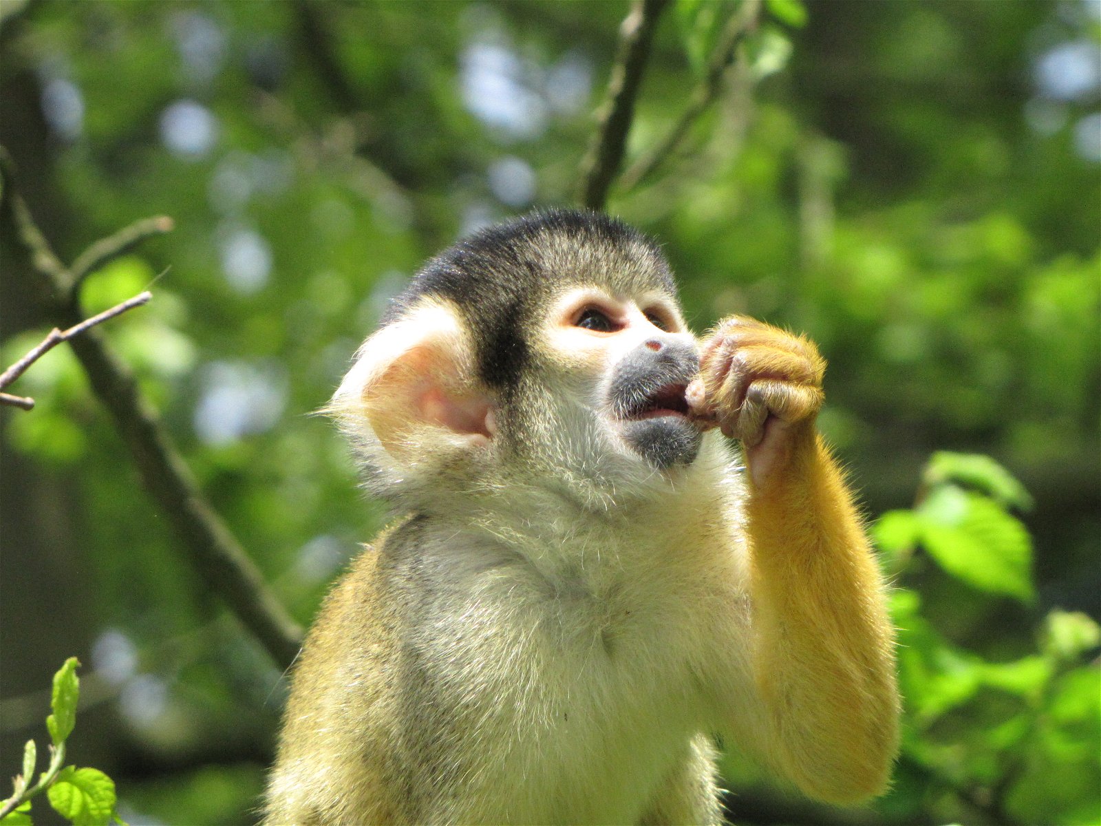 Apenheul Primate Park (Apeldoorn) - Visitor Information & Reviews