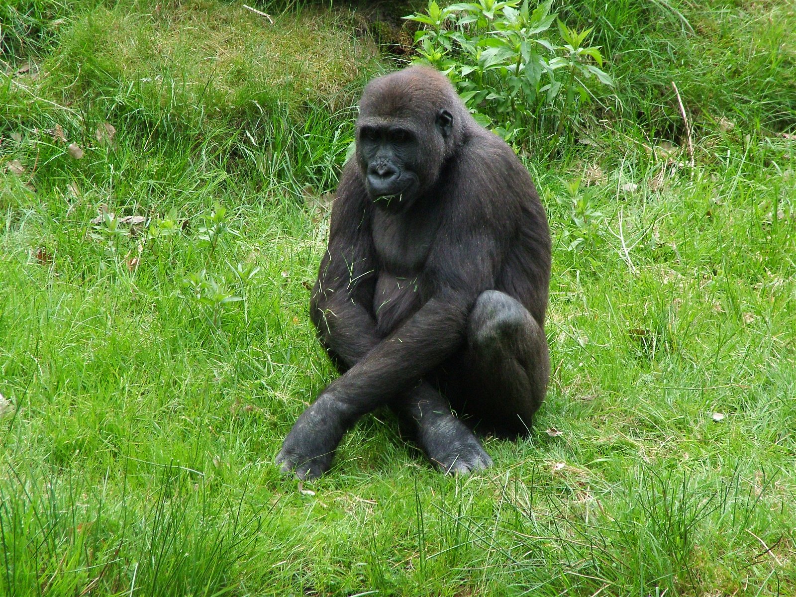 Apenheul Primate Park