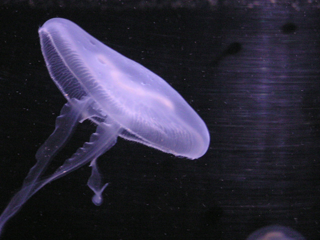 Apenheul Primate Park