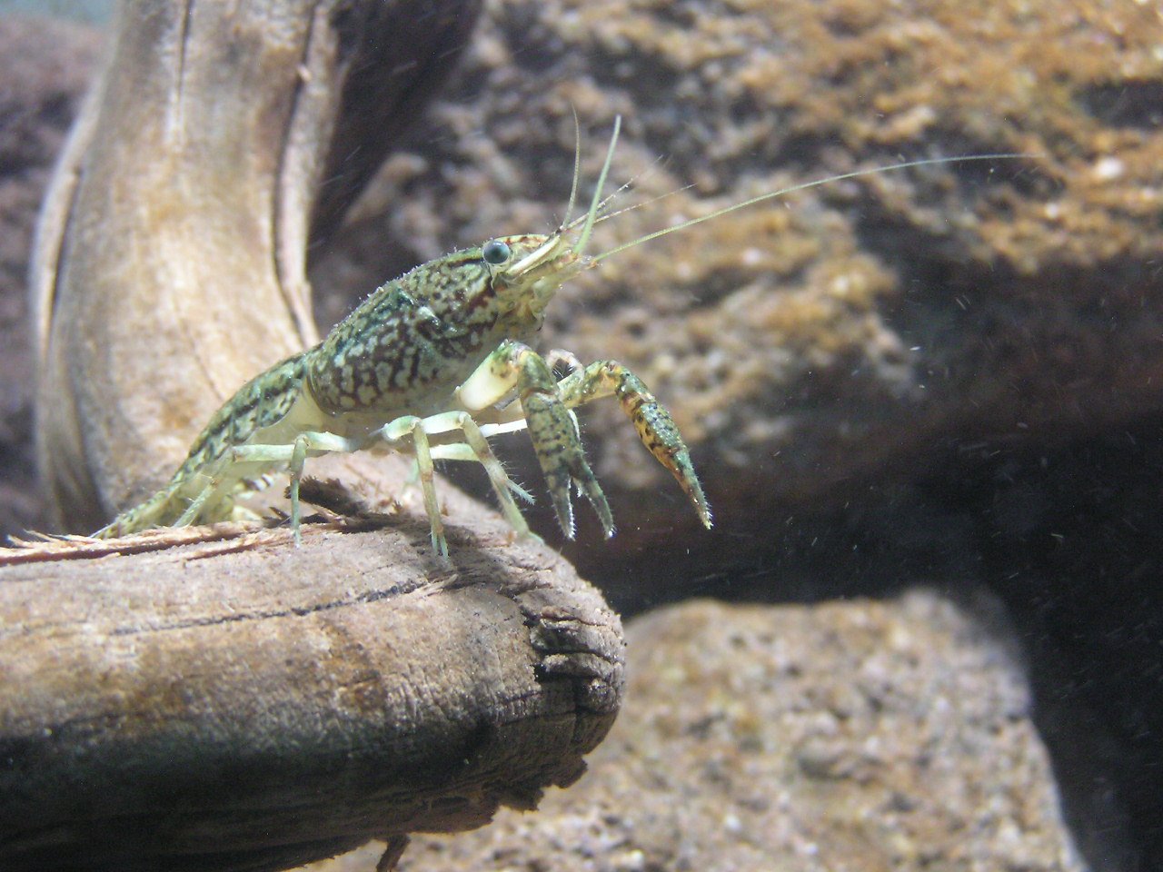 Apenheul Primate Park