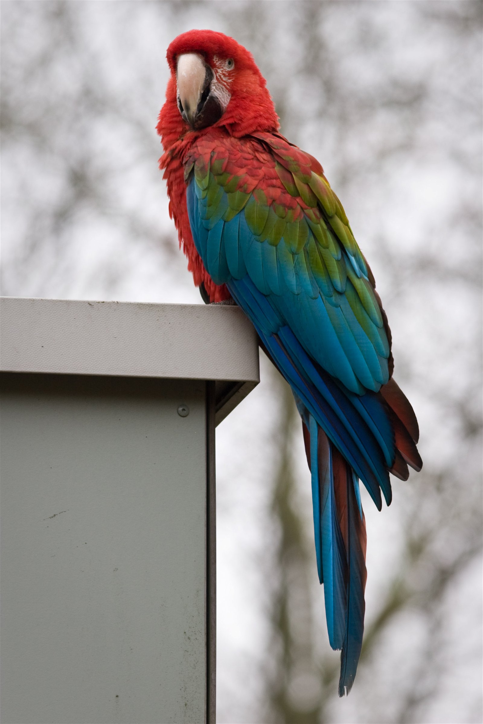 Apenheul Primate Park