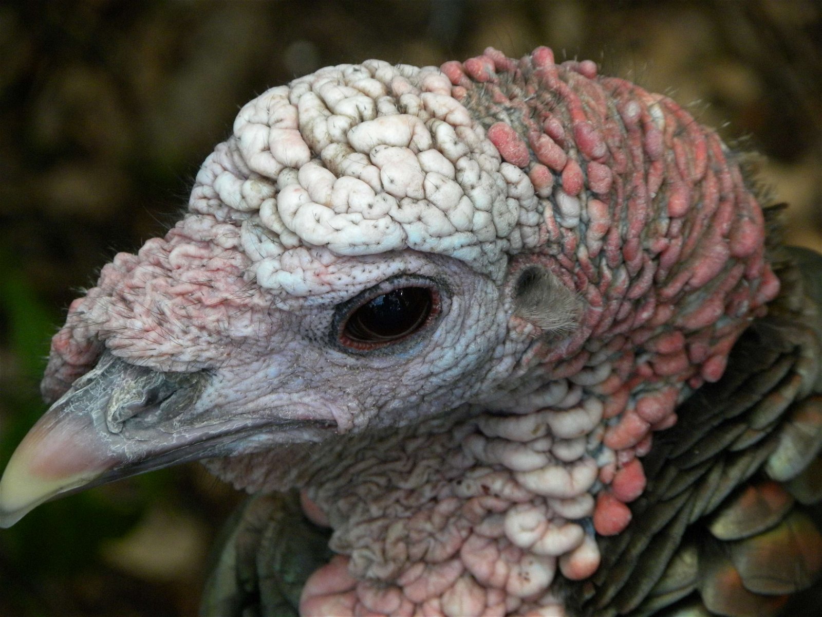 Apenheul Primate Park